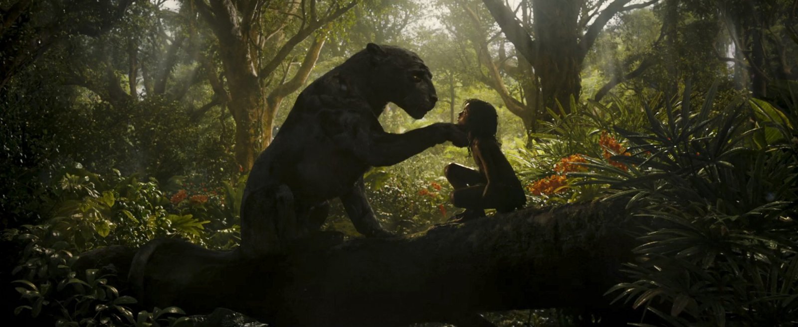 portada mowgli