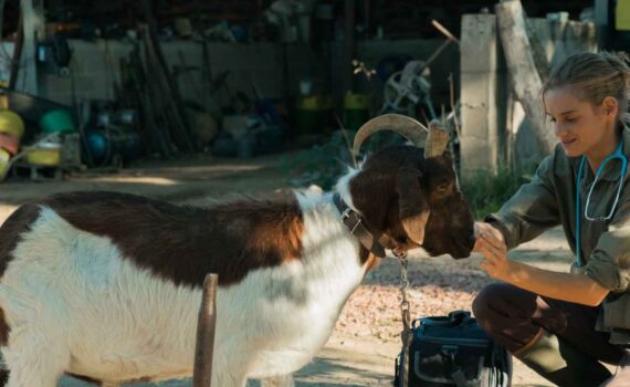 una veterinaria en la borgoña