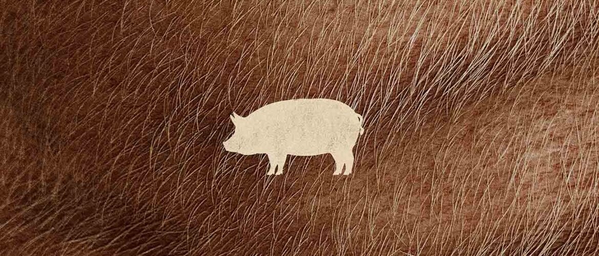 Pig nicolas cage
