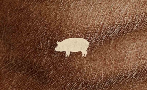Pig nicolas cage
