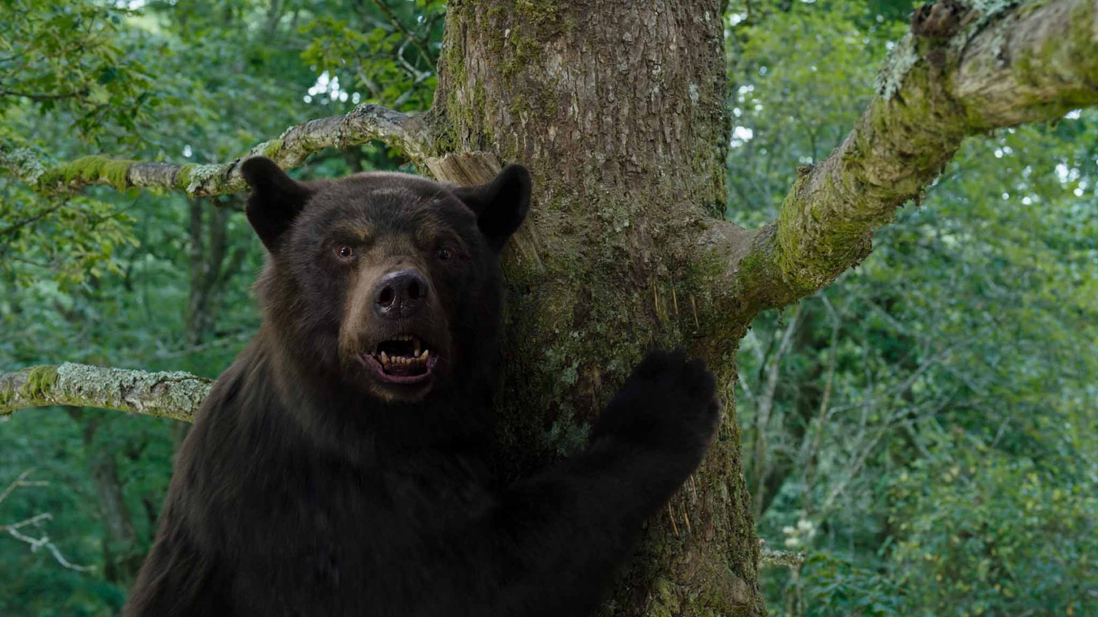Oso vicioso cocaine bear oso intoxicado
