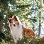 Lassie una nueva aventura