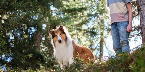 Lassie una nueva aventura