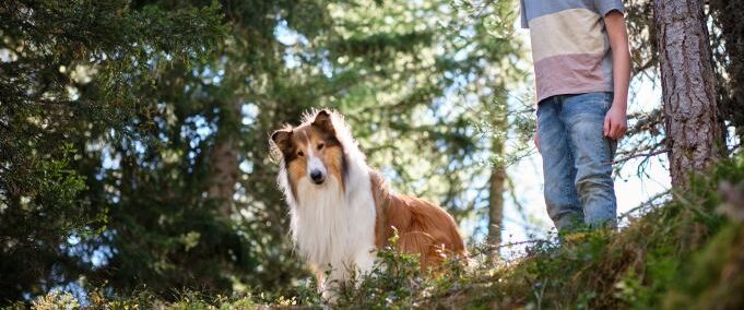 Vuelve Lassie con una nueva película