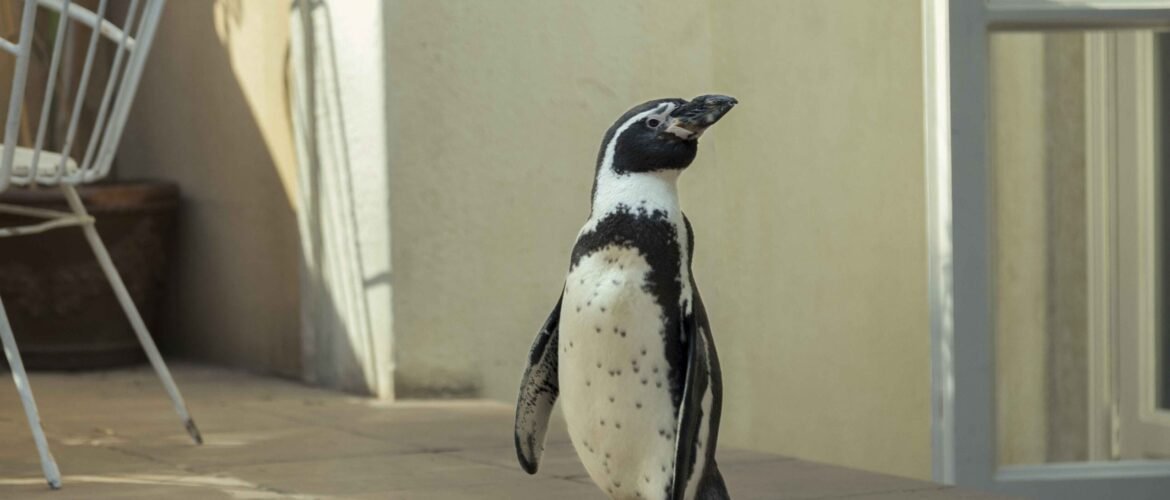 Lo que aprendí de mi pingüino