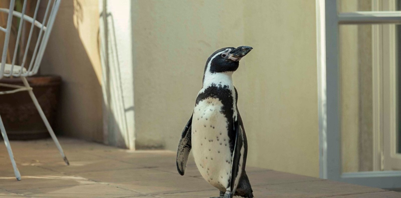 Lo que aprendí de mi pingüino