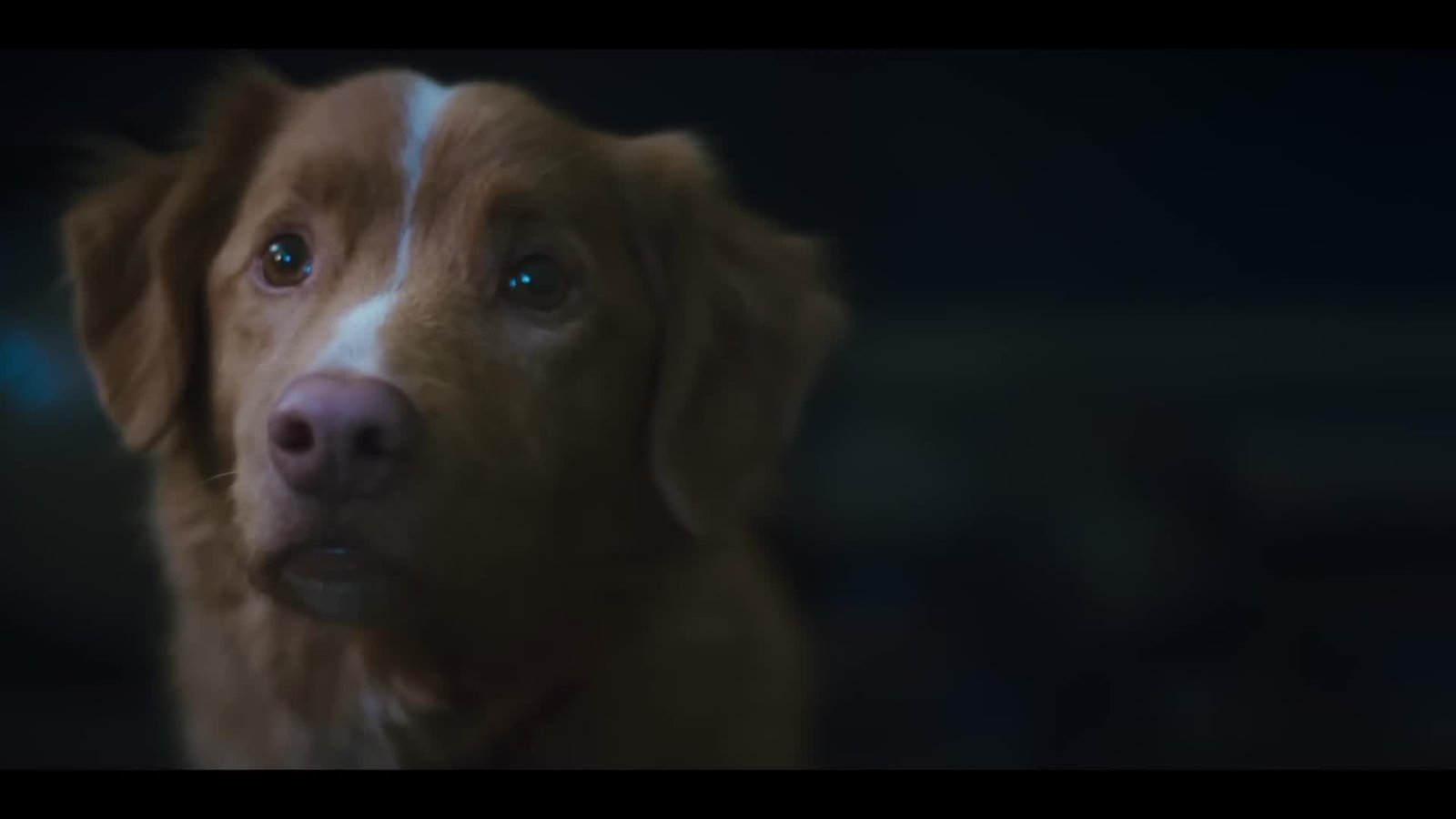 good boy